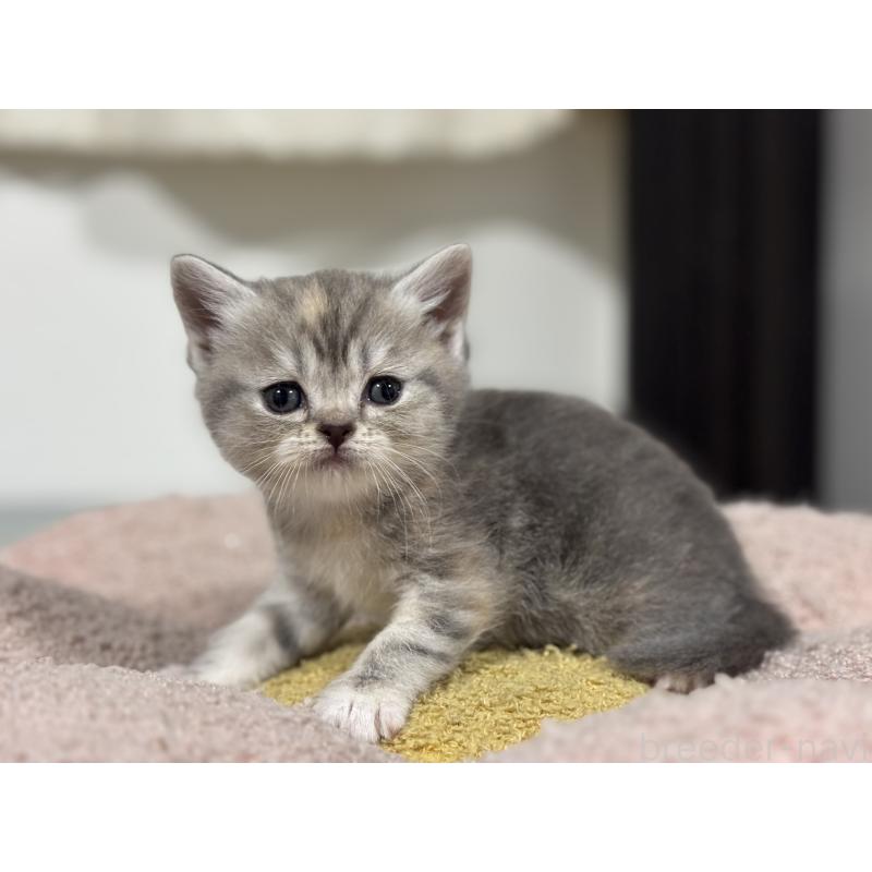 販売中の神奈川県のスコティッシュフォールド-140157の9枚目