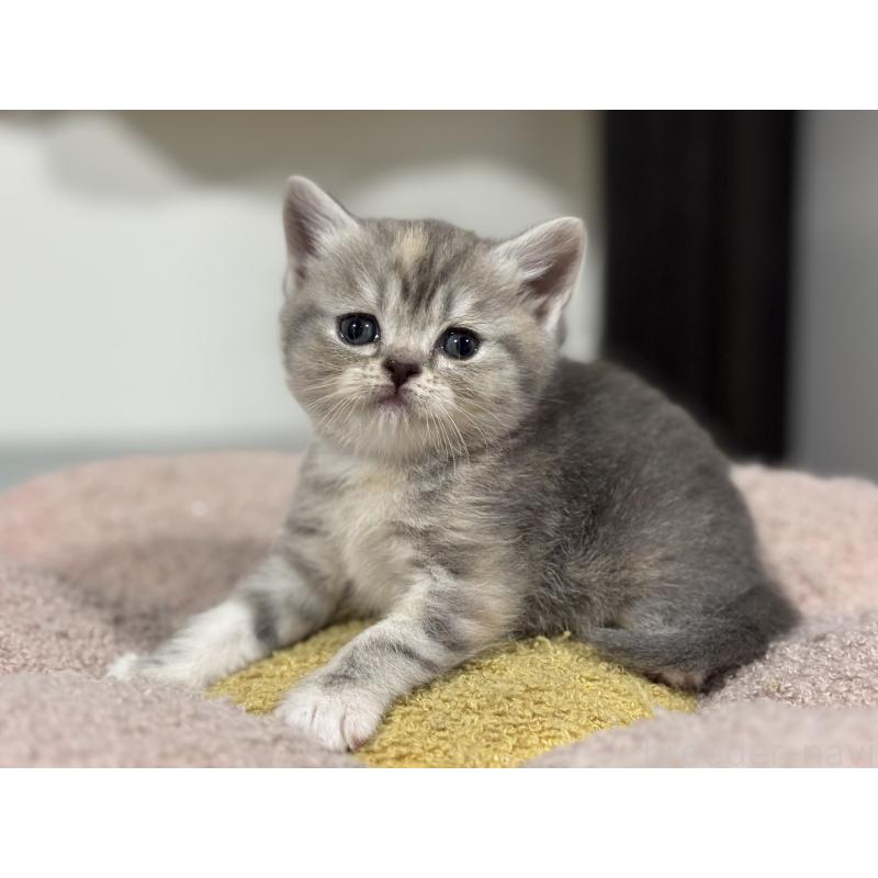 販売中の神奈川県のスコティッシュフォールド-140157の8枚目