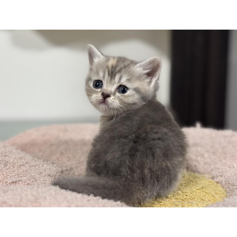 販売中の神奈川県のスコティッシュフォールド-140157の7枚目