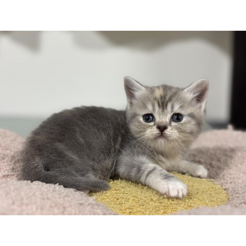 販売中の神奈川県のスコティッシュフォールド-140157の6枚目