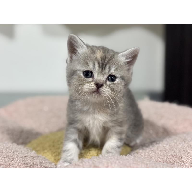 販売中の神奈川県のスコティッシュフォールド-140157の5枚目