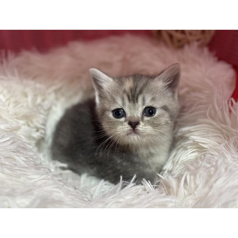 販売中の神奈川県のスコティッシュフォールド-140157の4枚目