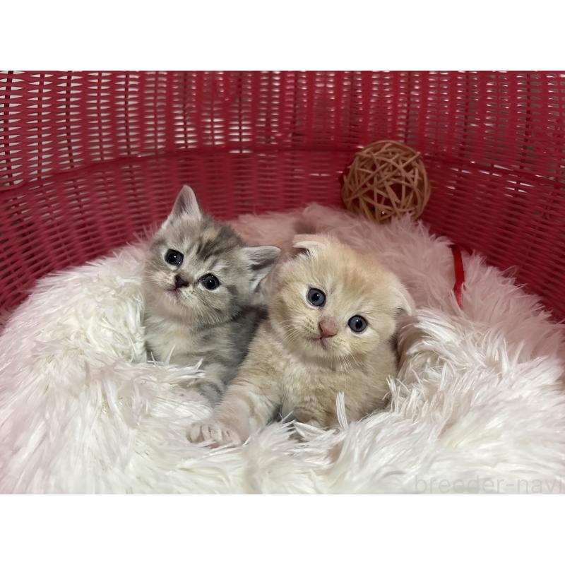 販売中の神奈川県のスコティッシュフォールド-140157の2枚目