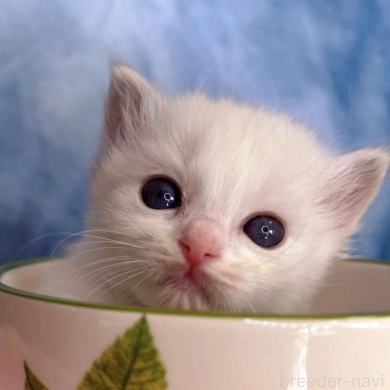 販売中の千葉県のラグドール-140054の7枚目