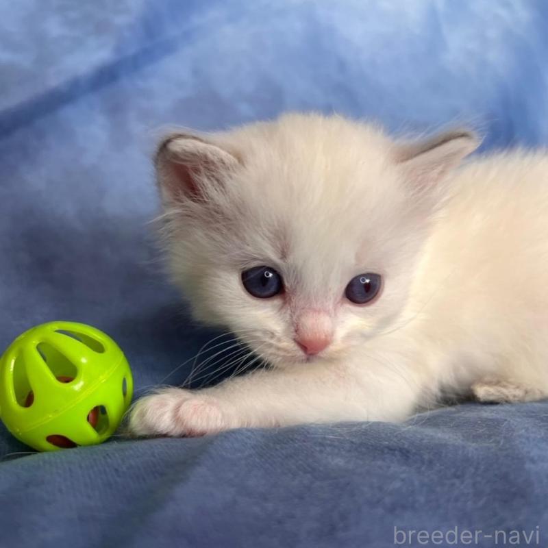 販売中の千葉県のラグドール-140054の6枚目