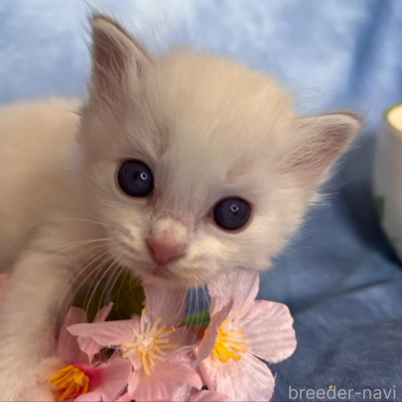 販売中の千葉県のラグドール-140054の5枚目