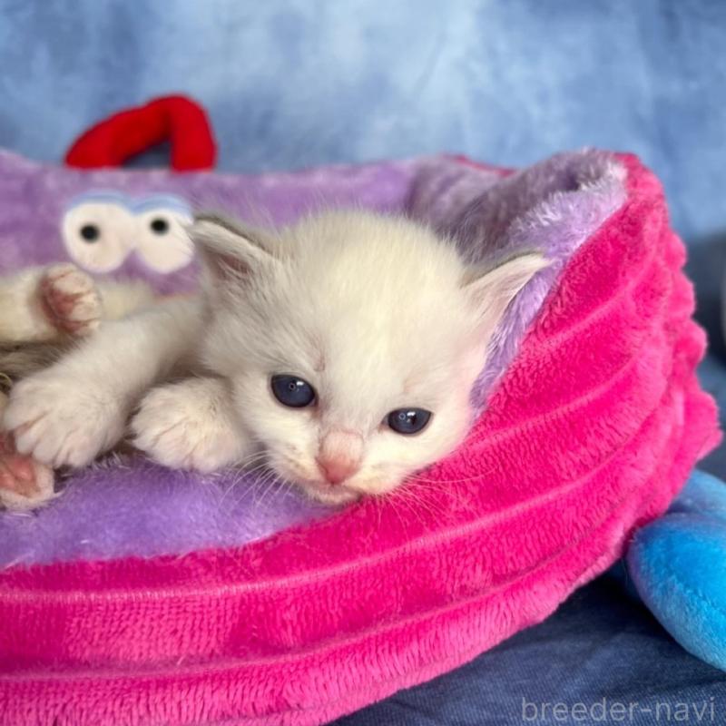 販売中の千葉県のラグドール-140054の4枚目