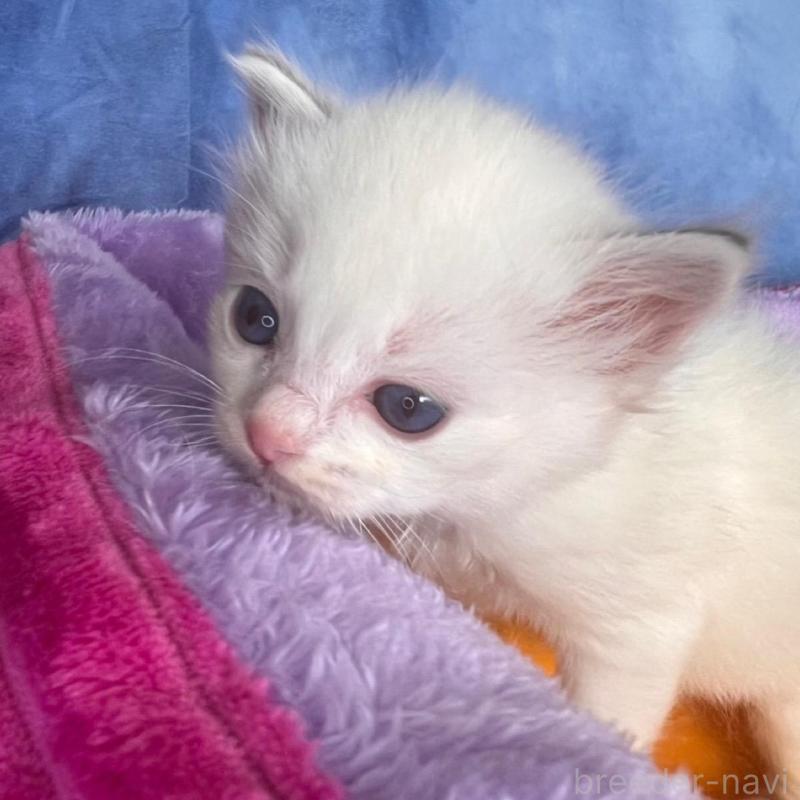 販売中の千葉県のラグドール-140054の3枚目