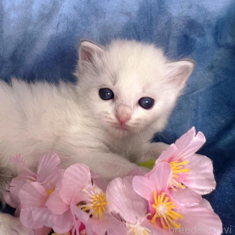 販売中の千葉県のラグドール-140054の2枚目