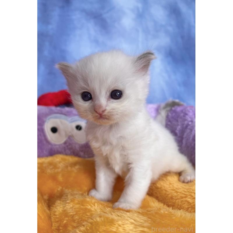 販売中の千葉県のラグドール-140055の7枚目