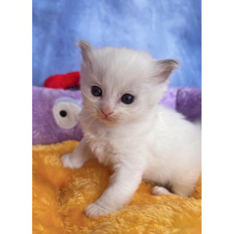 販売中の千葉県のラグドール-140055の6枚目