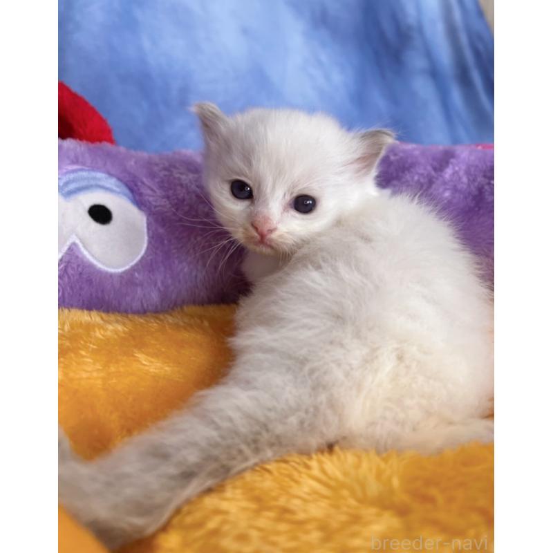 販売中の千葉県のラグドール-140055の5枚目