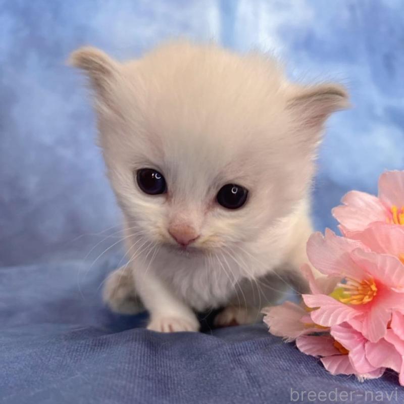 販売中の千葉県のラグドール-140055の4枚目