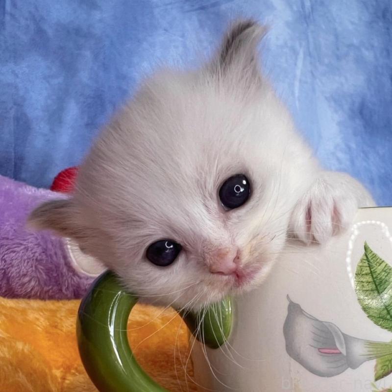 販売中の千葉県のラグドール-140055の3枚目