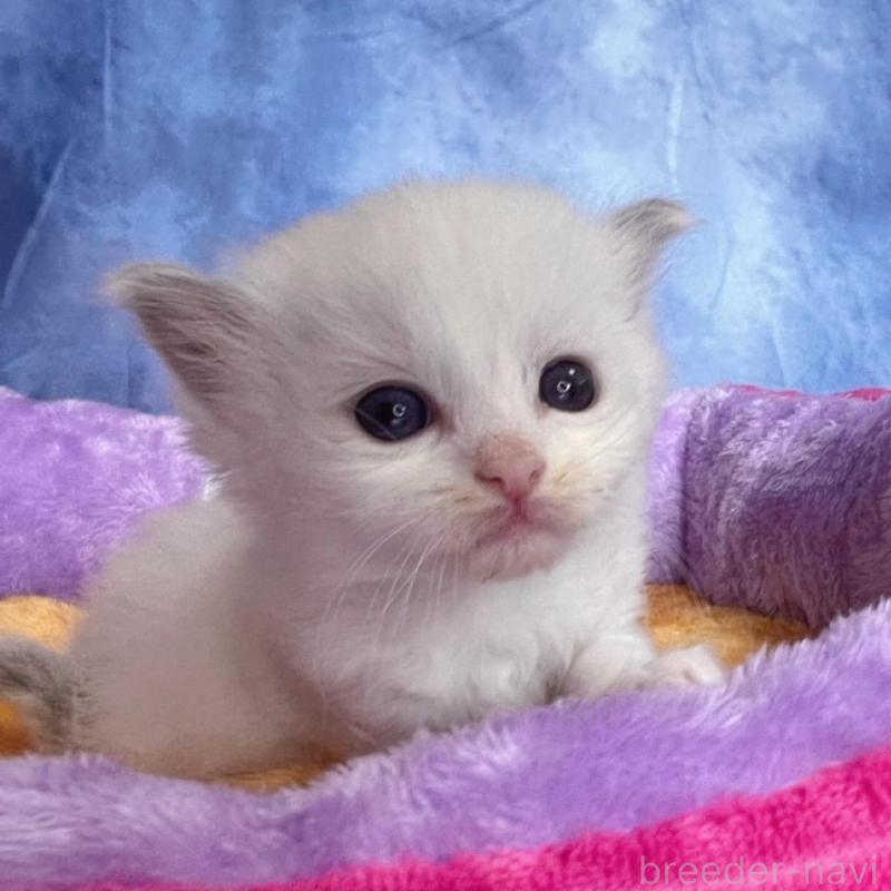 販売中の千葉県のラグドール-140055の2枚目