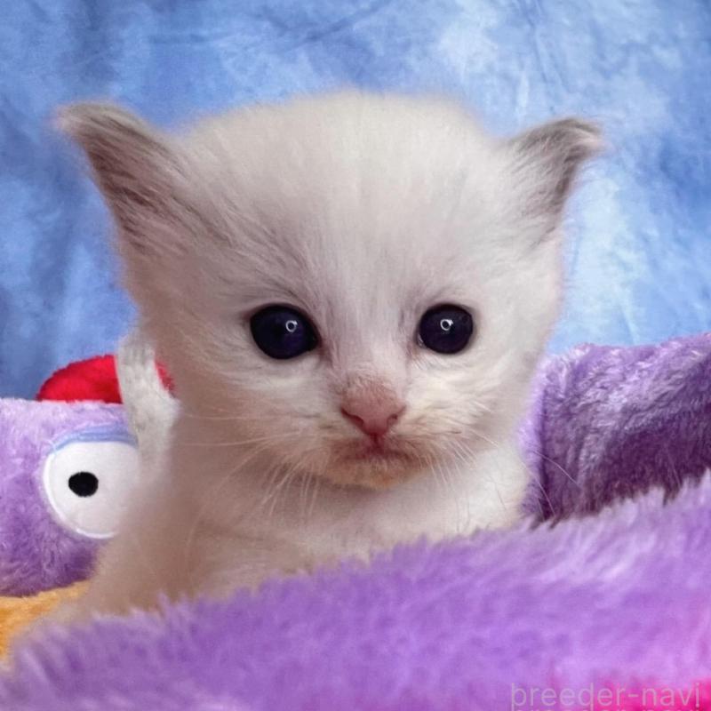 販売中の千葉県のラグドール-140055