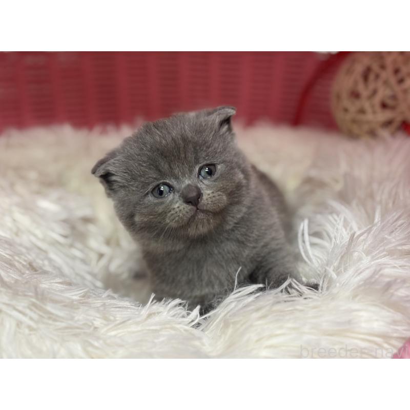 販売中の神奈川県のスコティッシュフォールド-140158の10枚目