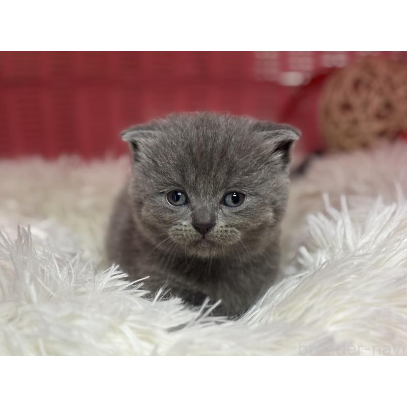 販売中の神奈川県のスコティッシュフォールド-140158の9枚目