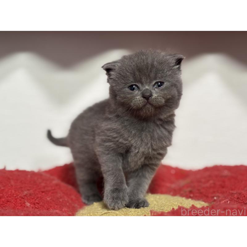 販売中の神奈川県のスコティッシュフォールド-140158の8枚目