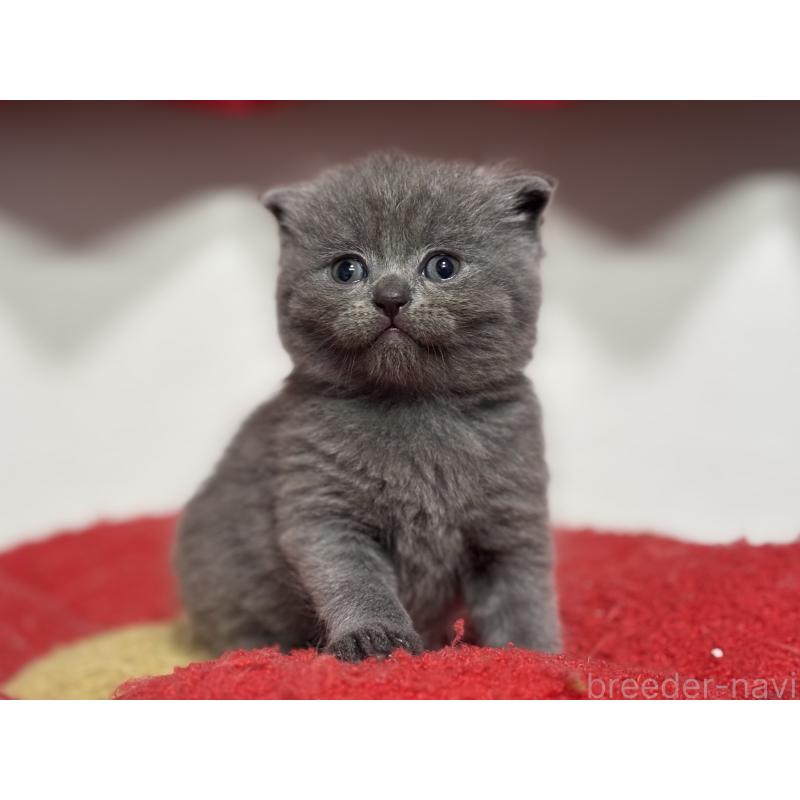 販売中の神奈川県のスコティッシュフォールド-140158の7枚目