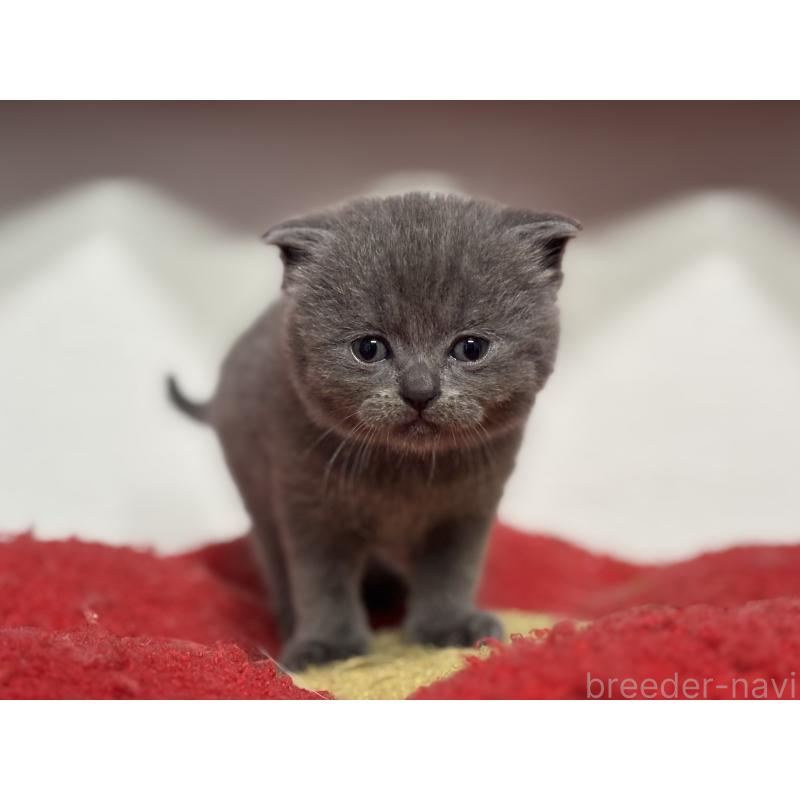 販売中の神奈川県のスコティッシュフォールド-140158の6枚目