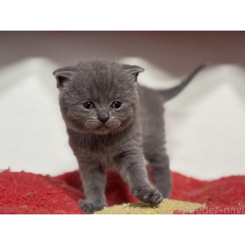 販売中の神奈川県のスコティッシュフォールド-140158の5枚目