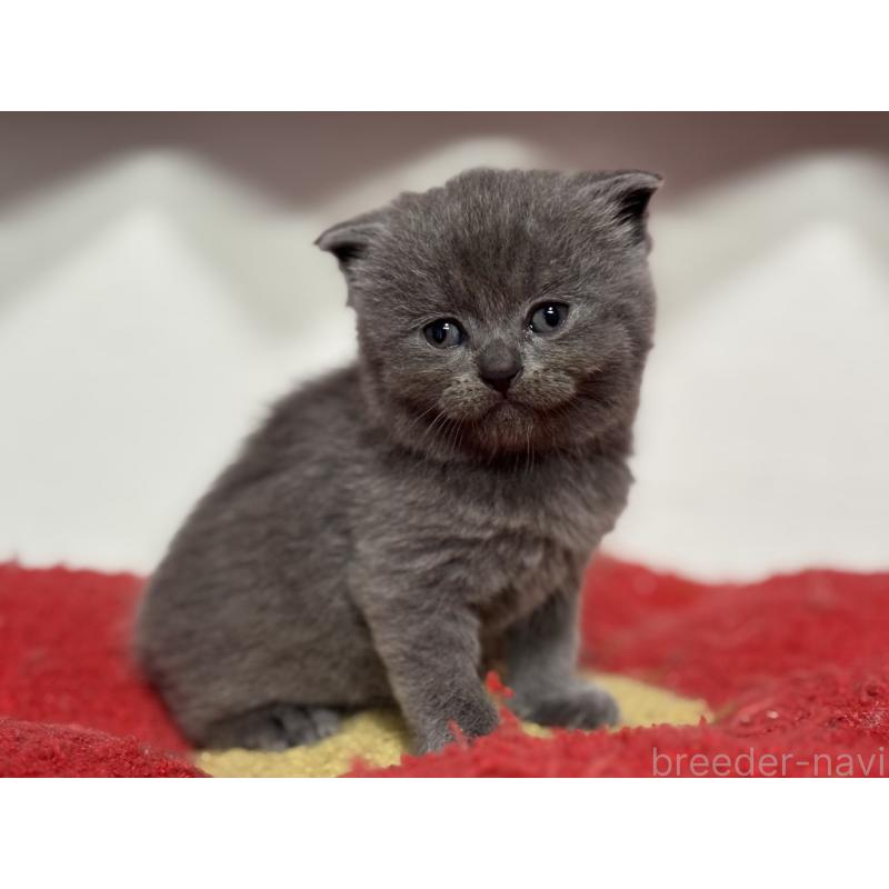 販売中の神奈川県のスコティッシュフォールド-140158の3枚目