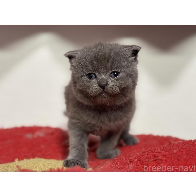 販売中の神奈川県のスコティッシュフォールド-140158の2枚目