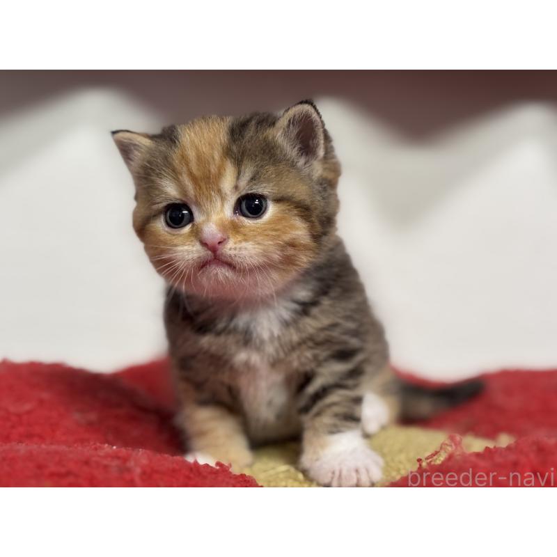 販売中の神奈川県のスコティッシュフォールド-140159の10枚目