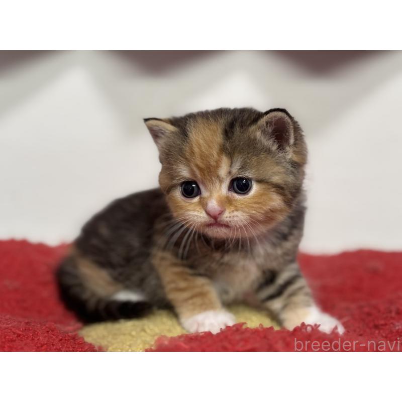 販売中の神奈川県のスコティッシュフォールド-140159の9枚目