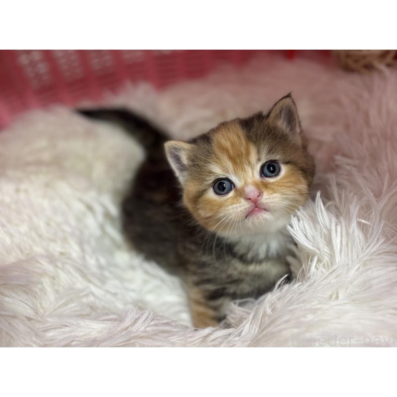 販売中の神奈川県のスコティッシュフォールド-140159の8枚目