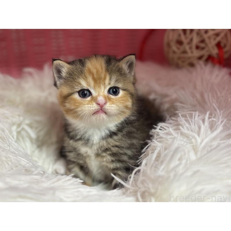 販売中の神奈川県のスコティッシュフォールド-140159の7枚目