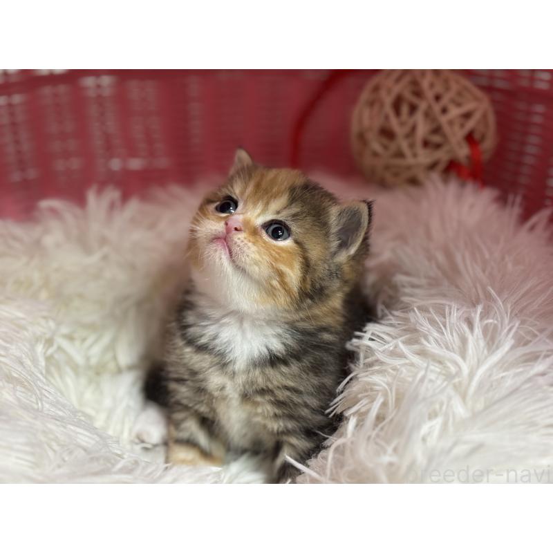 販売中の神奈川県のスコティッシュフォールド-140159の6枚目