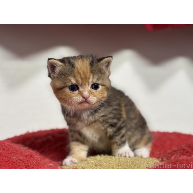 販売中の神奈川県のスコティッシュフォールド-140159の4枚目