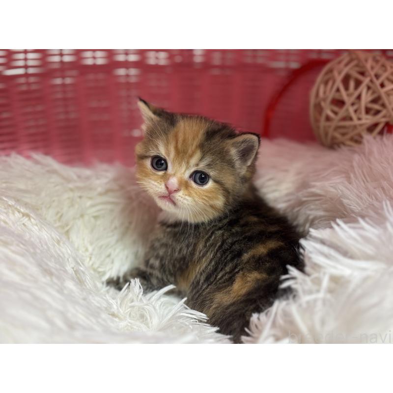 販売中の神奈川県のスコティッシュフォールド-140159の3枚目