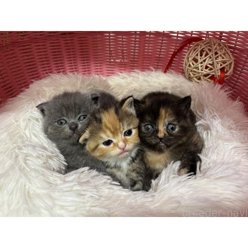 販売中の神奈川県のスコティッシュフォールド-140159の2枚目