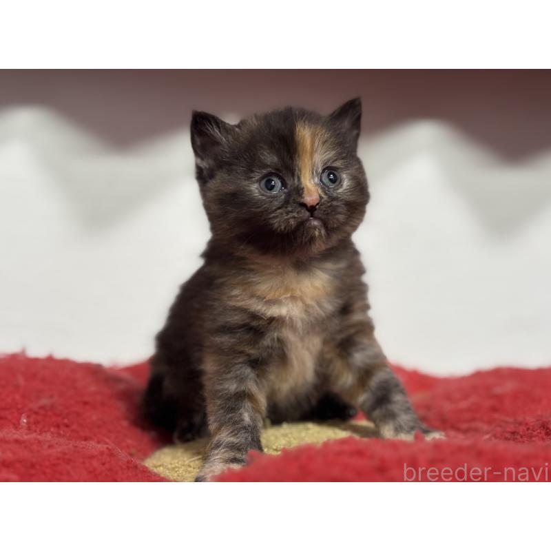 販売中の神奈川県のスコティッシュフォールド-140160の10枚目