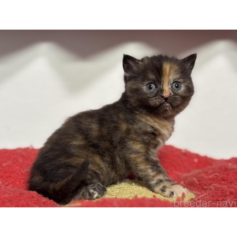 販売中の神奈川県のスコティッシュフォールド-140160の9枚目