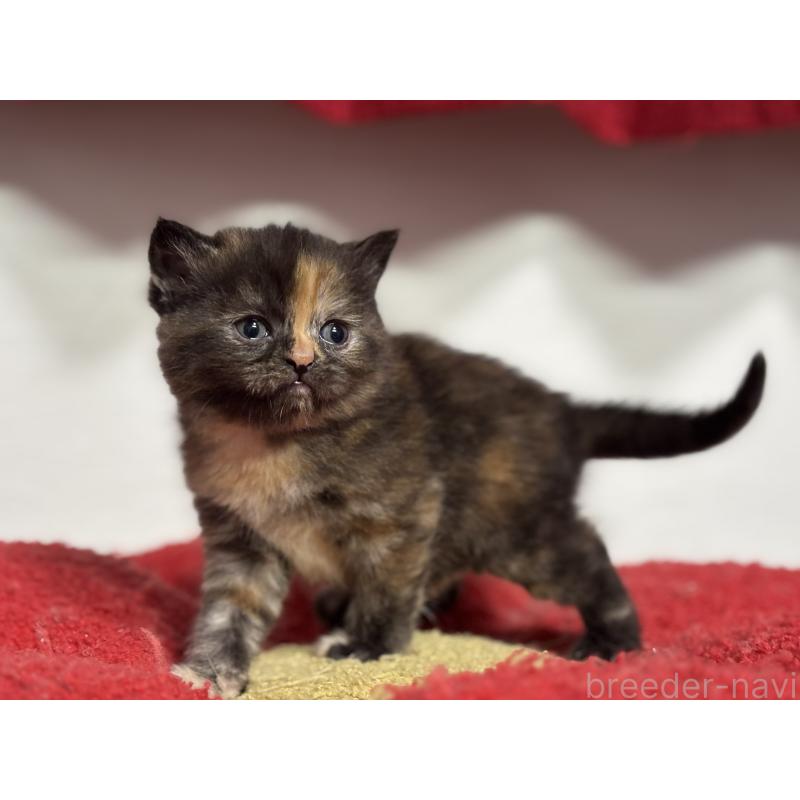 販売中の神奈川県のスコティッシュフォールド-140160の8枚目