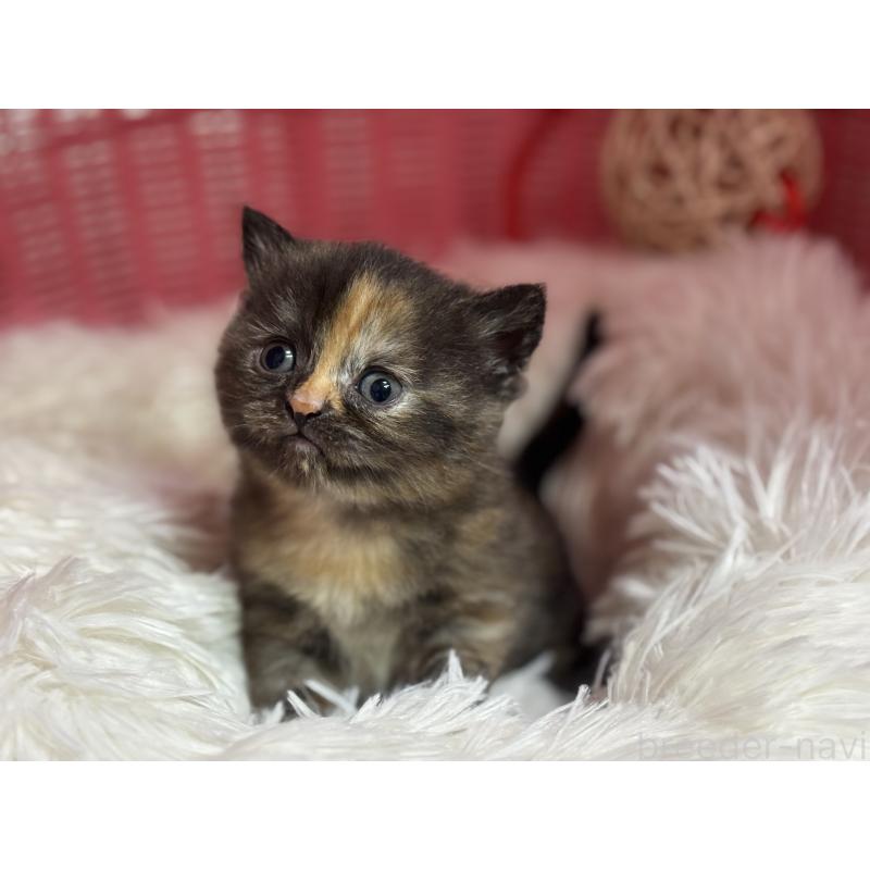 販売中の神奈川県のスコティッシュフォールド-140160の7枚目