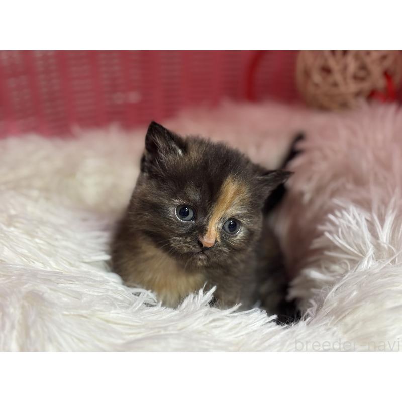 販売中の神奈川県のスコティッシュフォールド-140160の6枚目