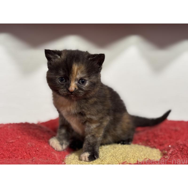 販売中の神奈川県のスコティッシュフォールド-140160の5枚目