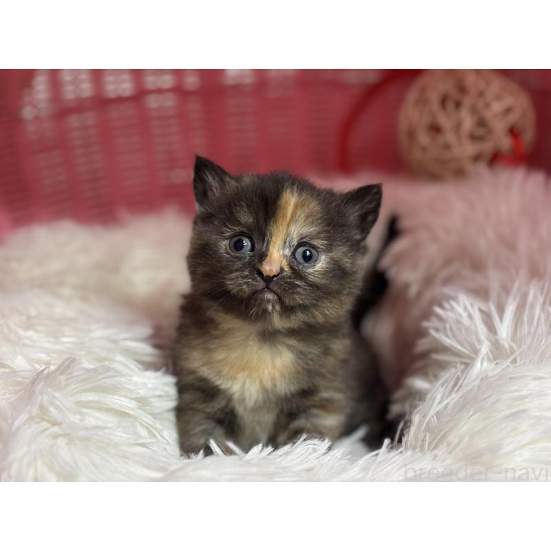 販売中の神奈川県のスコティッシュフォールド-140160の4枚目