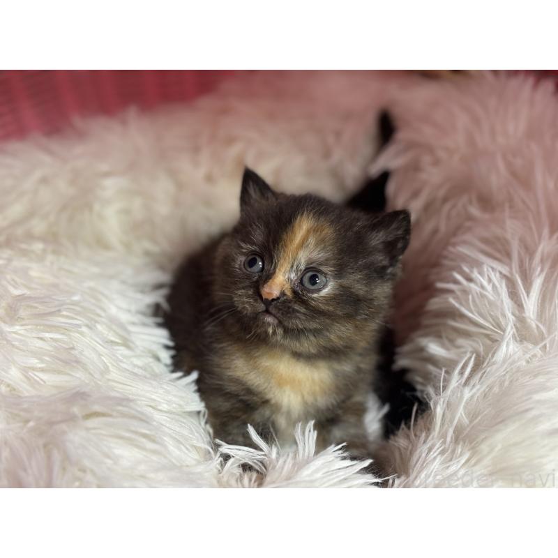 販売中の神奈川県のスコティッシュフォールド-140160の3枚目