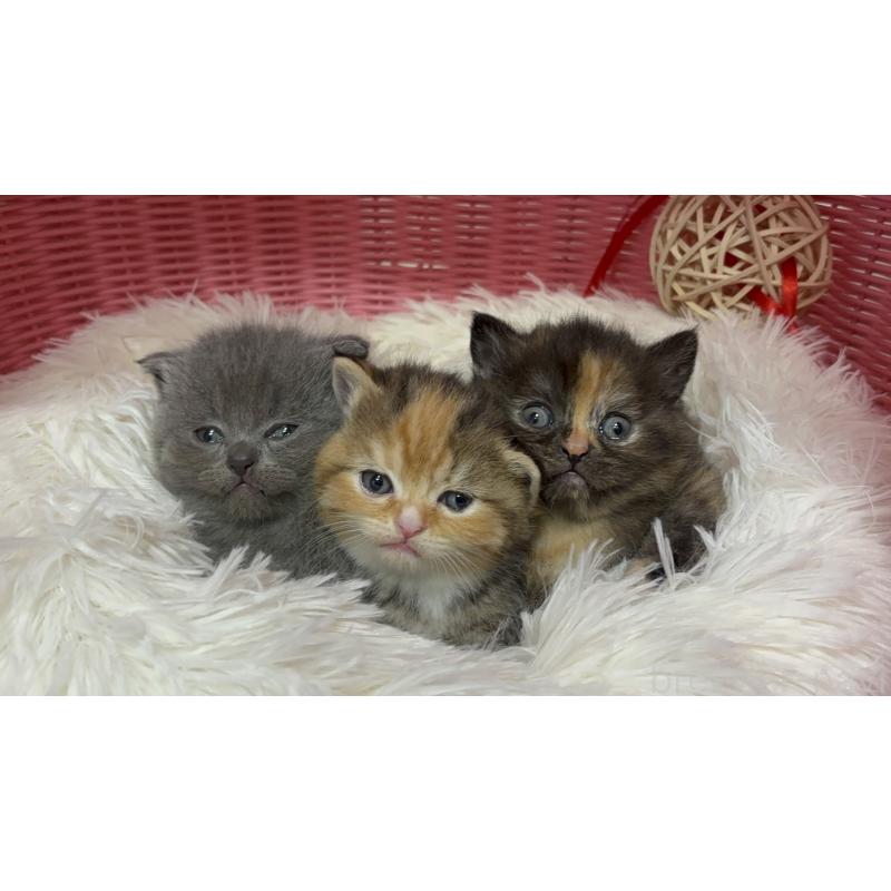 販売中の神奈川県のスコティッシュフォールド-140160の2枚目