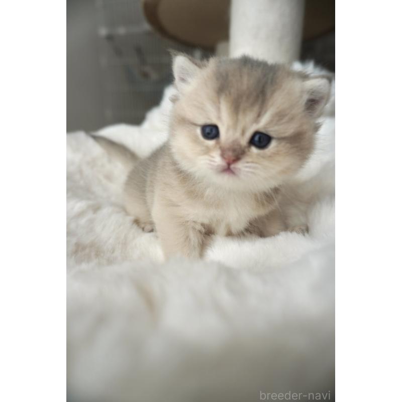 販売中の東京都のブリティッシュロングヘア-140162の6枚目