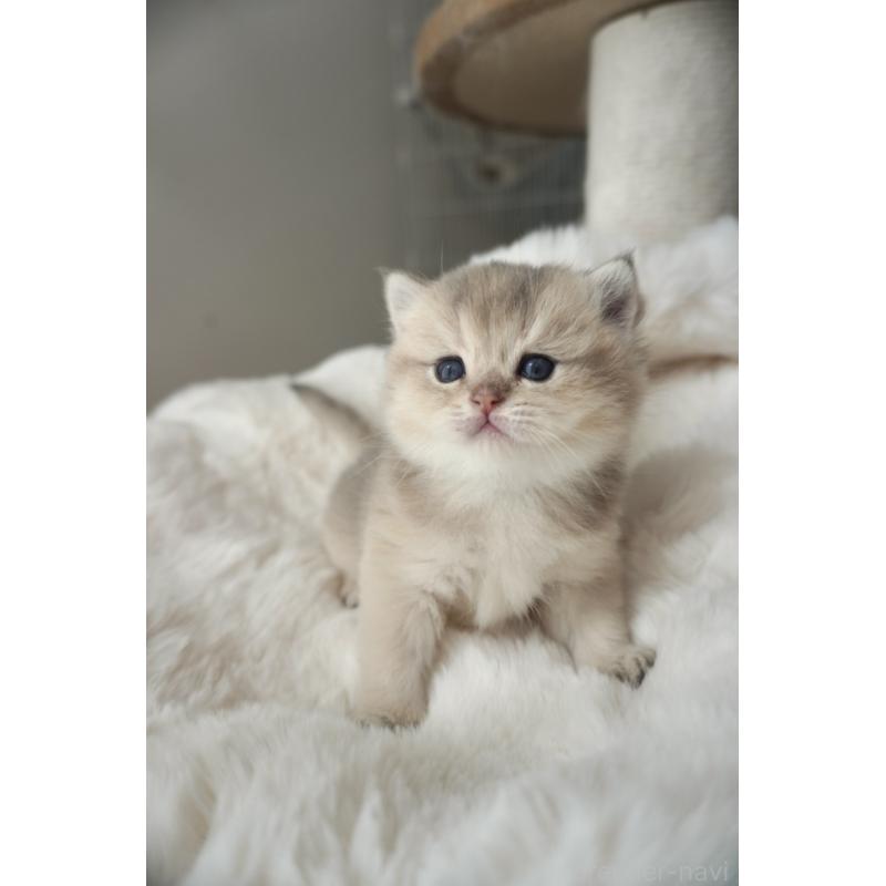 販売中の東京都のブリティッシュロングヘア-140162の5枚目