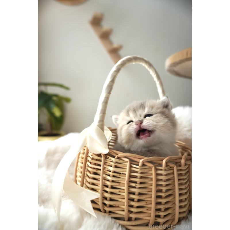 販売中の東京都のブリティッシュロングヘア-140162の3枚目