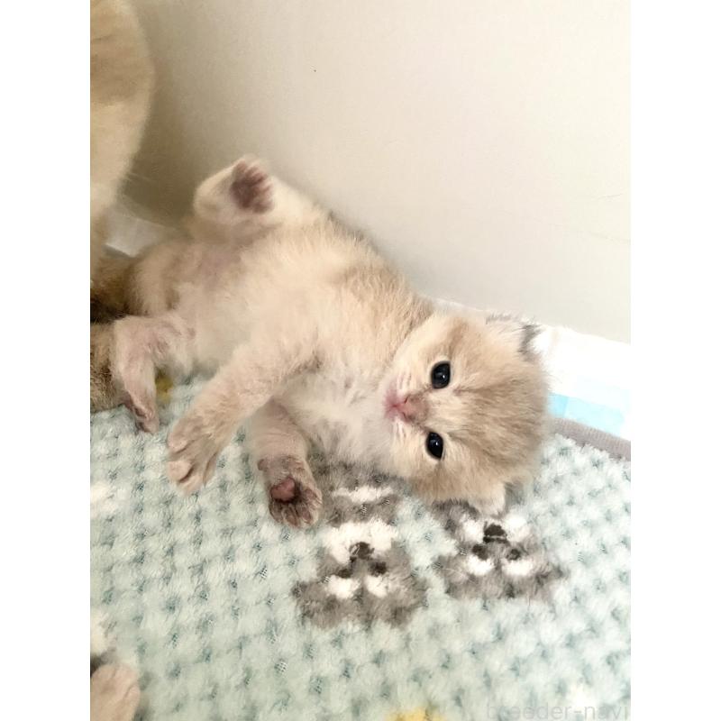 販売中の東京都のブリティッシュショートヘア-140163の2枚目