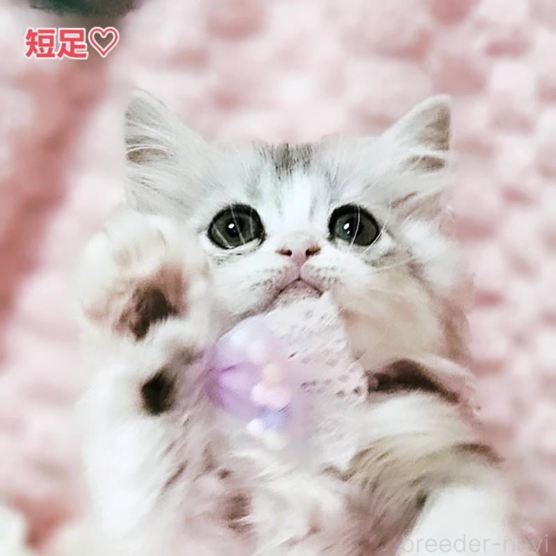 販売中の茨城県のミヌエット(短足)-140164